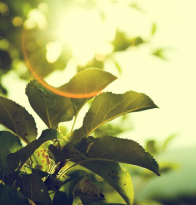 Carbon Neutral Broadcasting Hot Topic at IBC2022